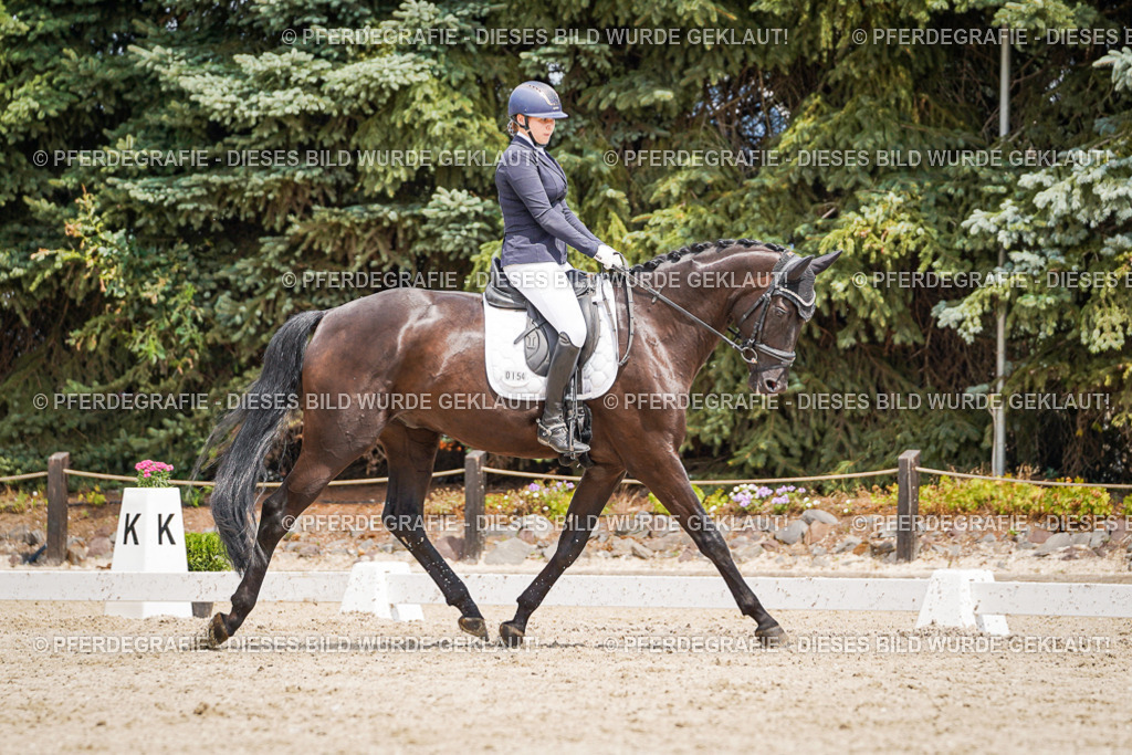 DSC03495 | Pferdegrafie