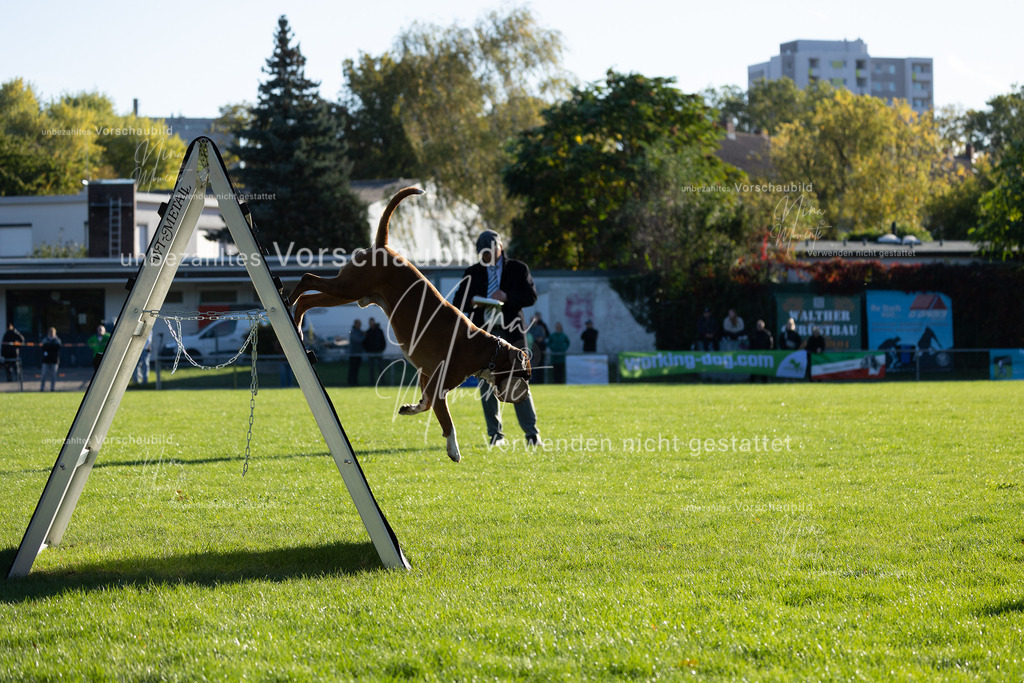 _16A4868 | Einzigartige Fotos von Hunden & Menschen –Actionfotos, Portraits, Vereinsaufnahmen & Paarshootings – authentisch, lebendig & mit Herz.