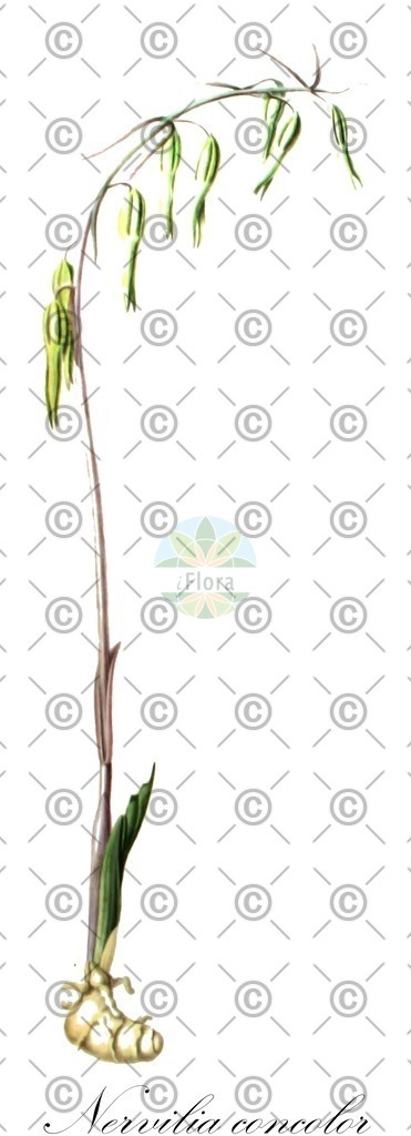 HistAbb_wfo-0000380580_1_ENZY_Simple | Historische Abbildung von Nervilia concolor - Orchidaceae | Historical Illustration of Nervilia concolor - Orchidaceae