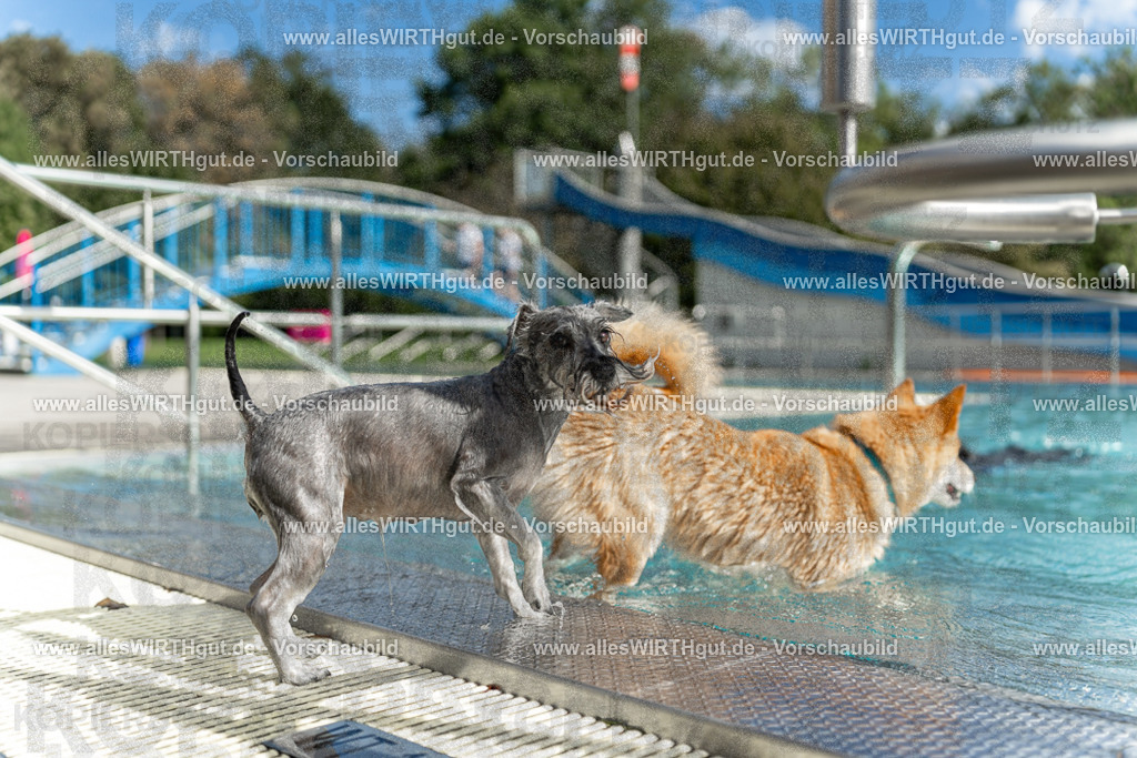 Hundeschwimmen_Volksbad_2026-allesWIRTHgut_Tierfotografie-2609061520-7R501442 | Professionelle Tierfotografie in Mönchengladbach von Daniel Wirth (allesWIRTHgut). Liebevolle & natürliche Bilder von Hunden & Katzen für unvergessliche Erinnerungen.