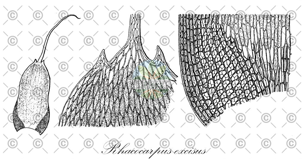 HistAbb_wfo-0001172467_1_ENZY_Simple | Historische Abbildung von Rhacocarpus excisus - Hedwigiaceae | Historical Illustration of Rhacocarpus excisus - Hedwigiaceae