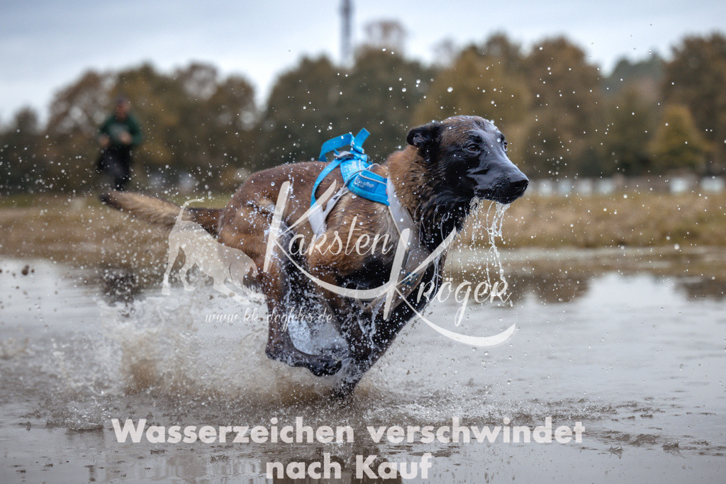 1358_ZZ95075 | kk-dogfotos