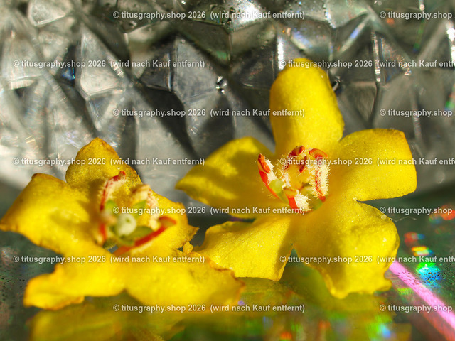titusgraphy_PB050549-vz-ln | titusgraphy-shop: Geschenkideen mit Qualitätsfotos. titusgraphy-shop: gift ideas with quality photos. titusgraphy-shop: idées cadeaux avec photos de qualité.  - Realisiert mit Pictrs.com