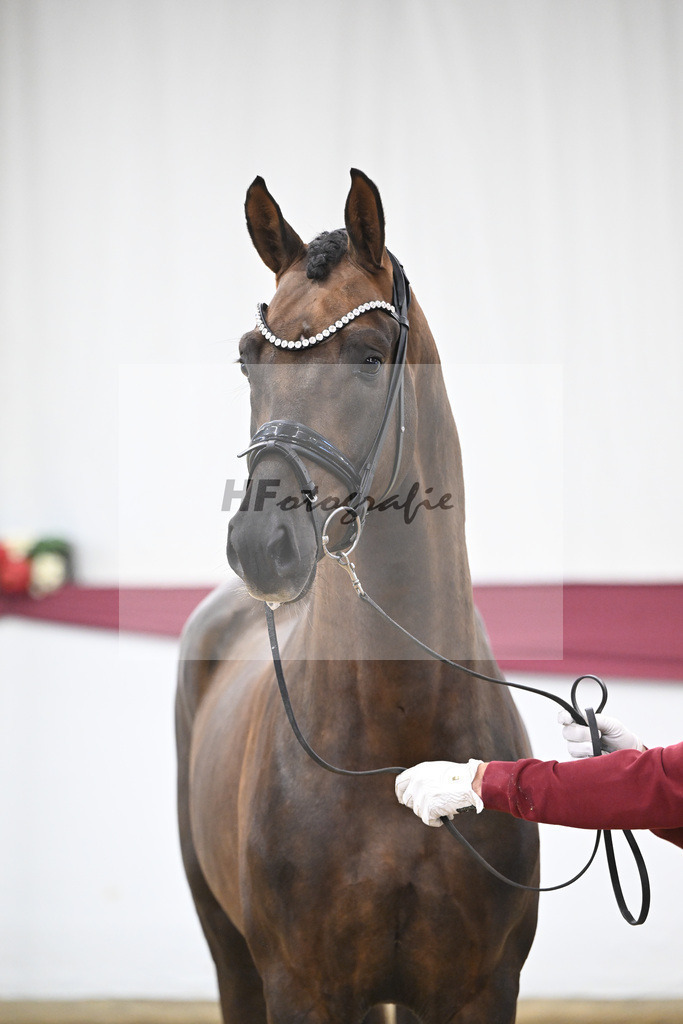 Kat-Nr. 63 Feliciano x Don Martillo_Michaela Rupp_47252399 | hf-fotografie - Realisiert mit Pictrs.com