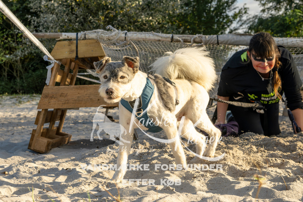 1647_ZZ99465 | kk-dogfotos