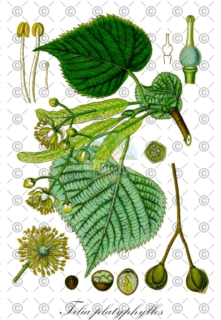 HistAbb_7Q4GZ_1_ENZY_Simple | Historische Abbildung von Tilia platyphyllos - Malvaceae (Sommer-Linde;Früh-Linde;Gewöhnliche Sommer-Linde) | Historical Illustration of Tilia platyphyllos - Malvaceae (large-leaved lime;broad-leaved lime;large-leaved linden)