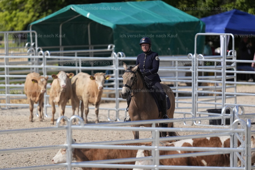 PI26_COW_Stoibphotography_DSC5287.JPG | working equitationturnier fotograf videograf stoibphotography marixx film working equitation deutschland reitsport turnierfotografie eventfotografie equestrian events