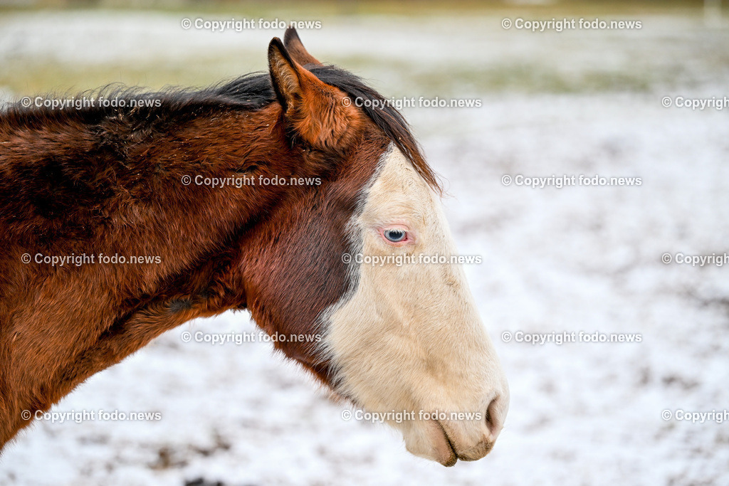 Slowakei_ Durcina_ Ranch Simba_ 25.12.2025-7 | 25.12.2025, Rajec, SVK, Themenbild, Pferde, im Bild Pferd, Pferde, Stute, Hengst, Fohlen, Quarter Horse, Ranch, Weide, Hof, Wiese, Stall, Nutztier, Tier, Tierfotografie