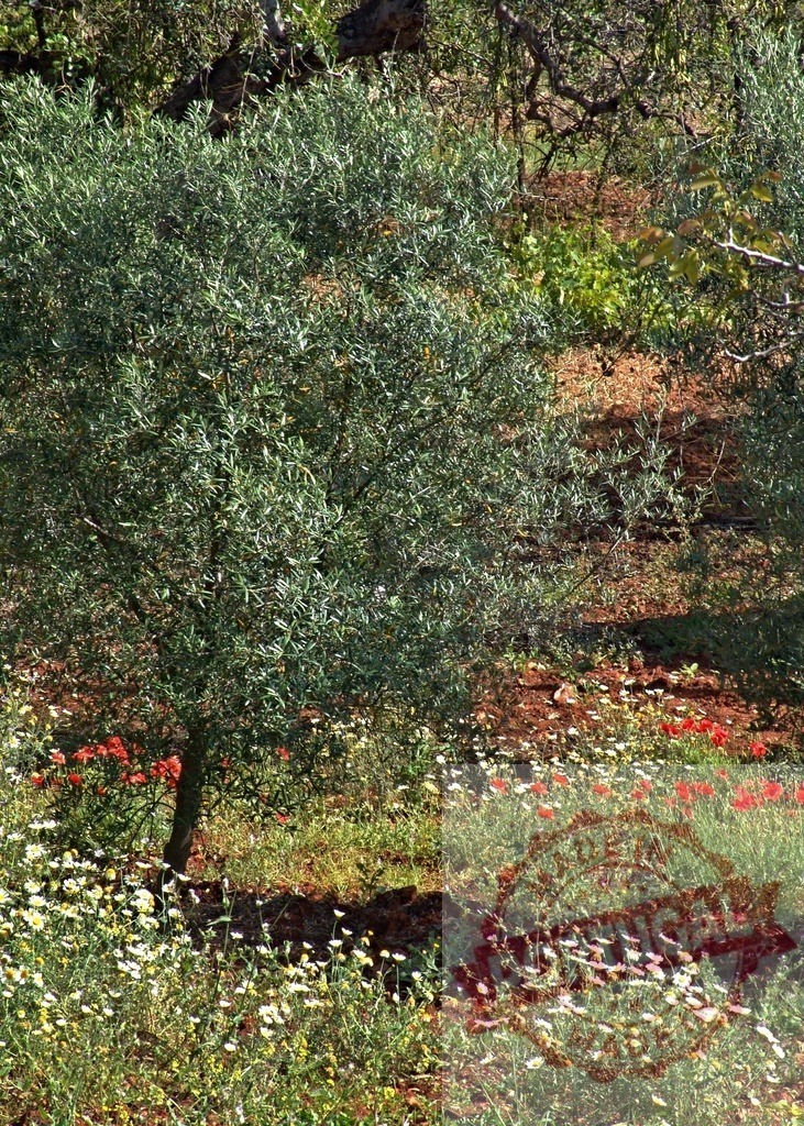 Olive tree orchard blooming with red poppies and daisies | Olive tree growing in a field full of wildflowers and rich soil - Realized with Pictrs.com
