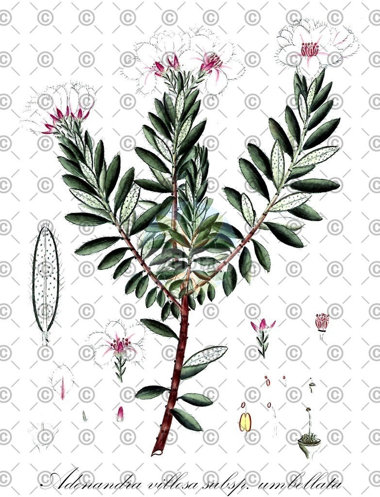 HistAbb_wfo-0000519830_1_ENZY_Simple | Historische Abbildung von Adenandra villosa subsp. umbellata - Rutaceae | Historical Illustration of Adenandra villosa subsp. umbellata - Rutaceae