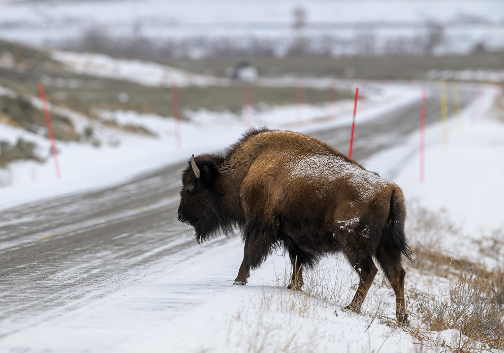 2024-012 | Einsamer Bison in Yellowstone im Winter. - Realisiert mit Pictrs.com