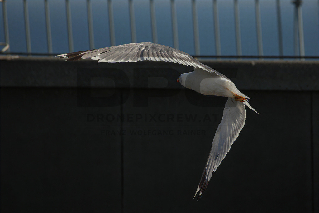 Yellow-legged Gull (Larus michahellis) | Yellow-legged Gull (Larus michahellis), a large gull species commonly found along Mediterranean coasts, rocky shorelines, harbours and coastal areas. - Realisiert mit Pictrs.com
