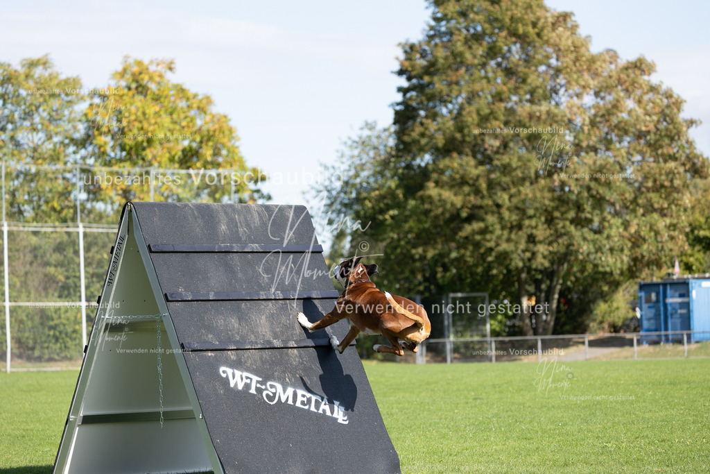 _16A6953 | Einzigartige Fotos von Hunden & Menschen –Actionfotos, Portraits, Vereinsaufnahmen & Paarshootings – authentisch, lebendig & mit Herz.