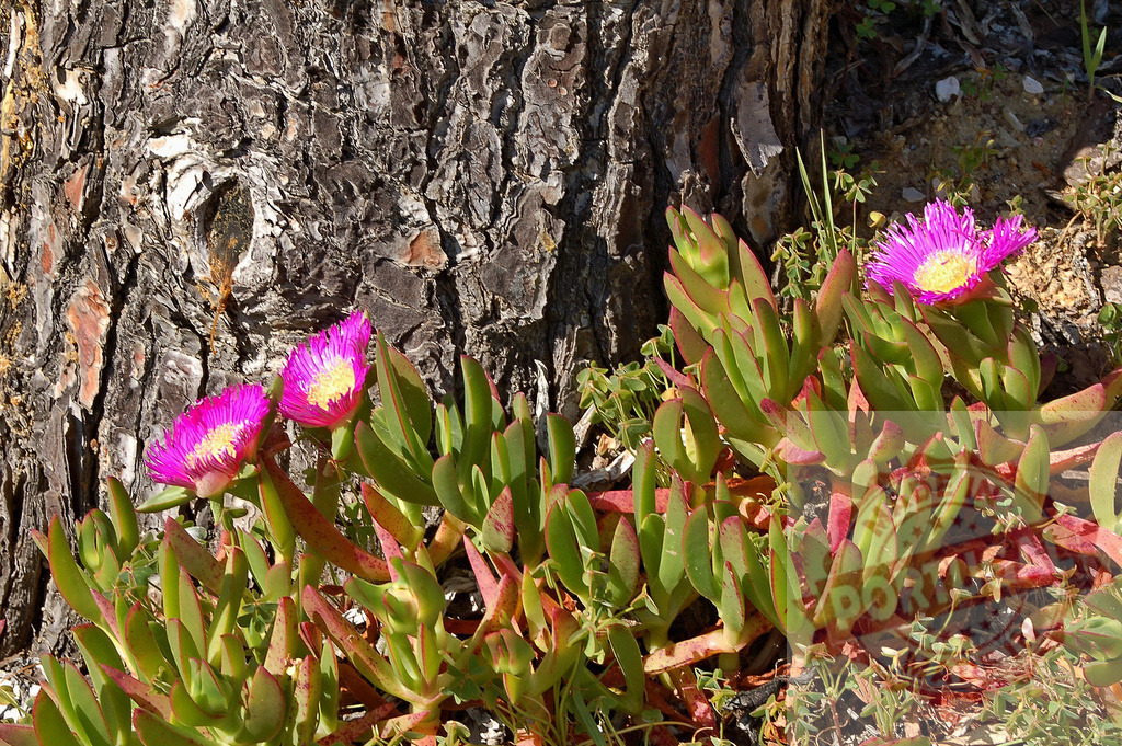 Carpobrotus edulis blossoming near a maritime pine trunk | Carpobrotus edulis, commonly known as Hottentot fig, ice plant, highway ice plant or pigface, blossoming near a maritime pine trunk - Realisiert mit Pictrs.com