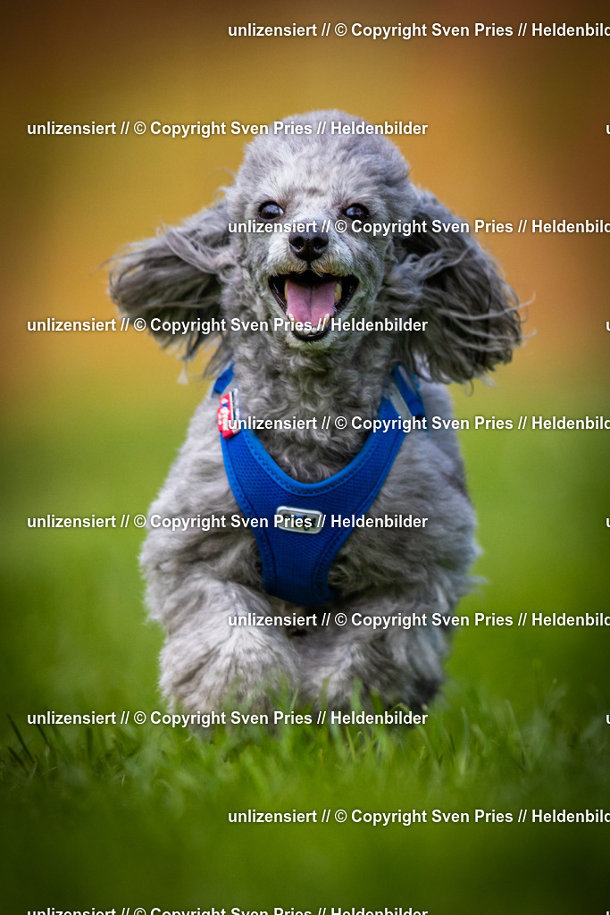 Sven Pries | 2025-04-13 - Hunderennen Baden-Baden - Realisiert mit Pictrs.com