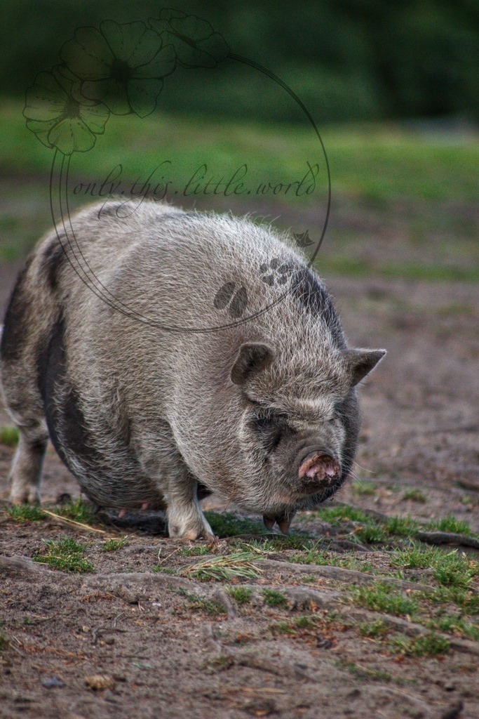 Vietnamesisches Hängebauchschwein gescheckt | Schwarz-weiß gescheckt - Realisiert mit Pictrs.com