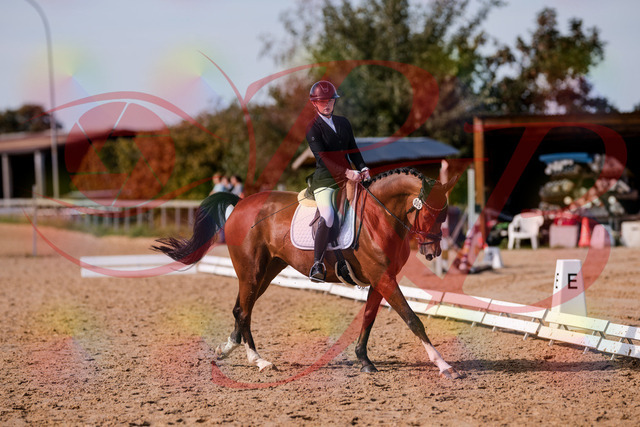 2026_10_03_Siefer-Hof_131846_Z81_66498790 | Professionelle Reitsport-, Turnier- und Eventfotografie von Robert Broda. Galerien mit ausgewählten und bearbeiteten Bildern direkt online ansehen und bestellen.