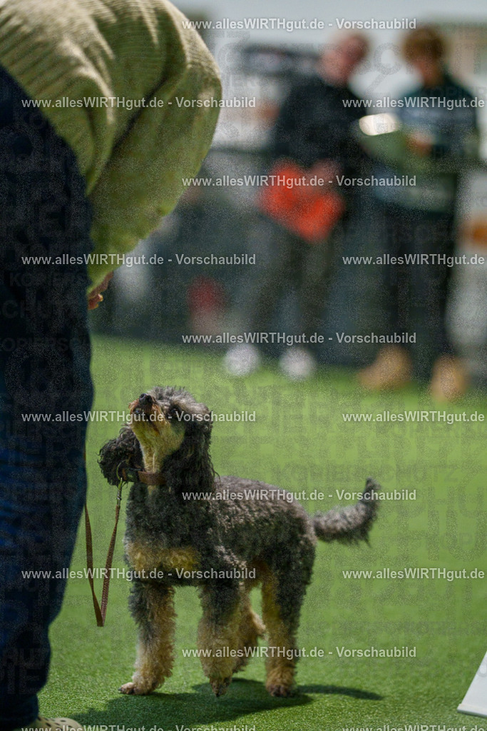 7R505711 | Professionelle Tierfotografie in Mönchengladbach von Daniel Wirth (allesWIRTHgut). Liebevolle & natürliche Bilder von Hunden & Katzen für unvergessliche Erinnerungen.