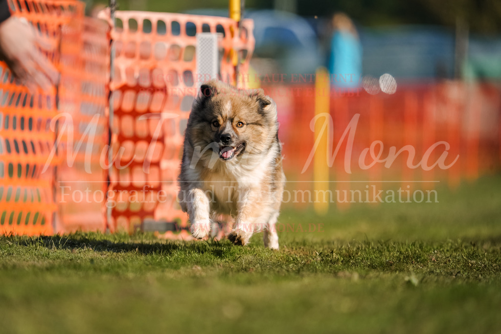 20250928_Hunderennen-102 | MuT (Mensch und Tier) mit Mona - Fotografie und Tierkommunikation - Realisiert mit Pictrs.com