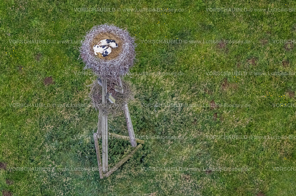 Dorsten220602897 | Luftbild, Storchennest mit Junge und weiteres Gelege mit einem Ei im Hervester Bruch, Hervest, Dorsten, Ruhrgebiet, Nordrhein-Westfalen, Deutschland