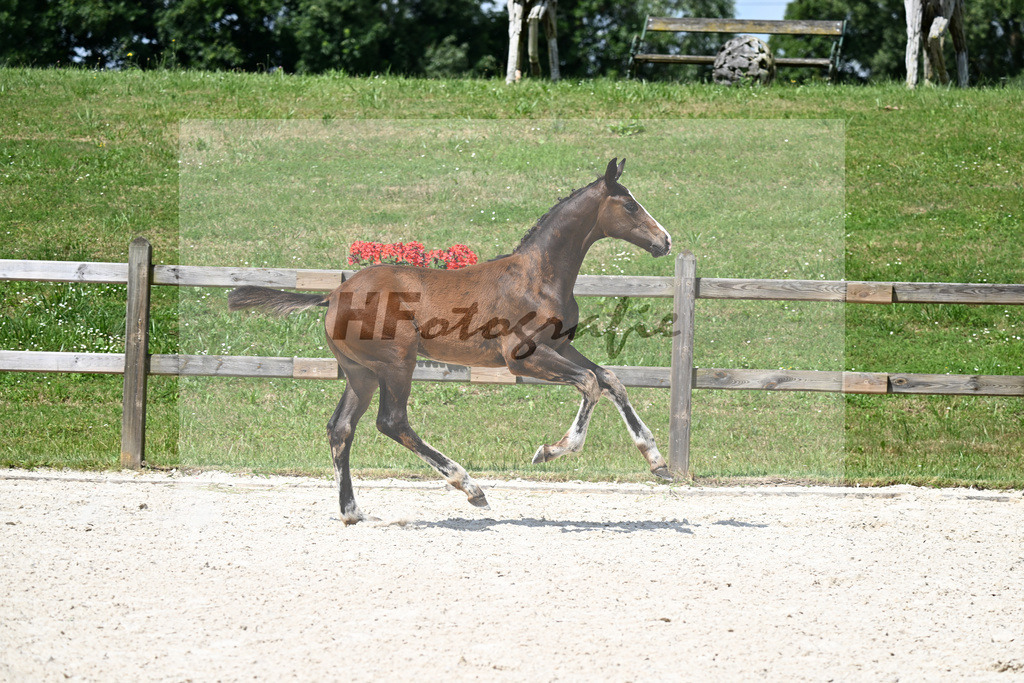 Kat-Nr. 8 Va Bene x De Niro_HF_Eder_15250324 | hf-fotografie - Realisiert mit Pictrs.com