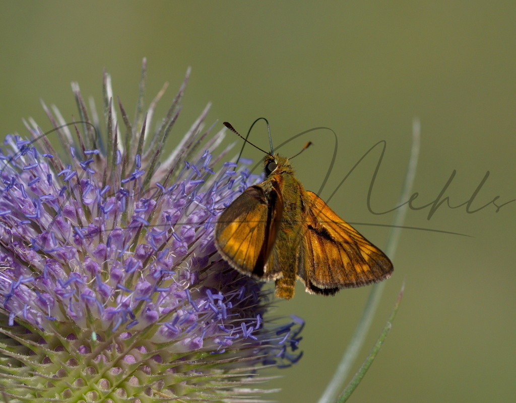 083_Falter | i-n-photography - Realisiert mit Pictrs.com