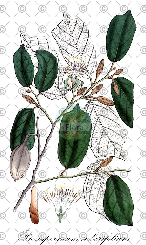 HistAbb_wfo-0001128937_1_ENZY_Simple | Historische Abbildung von Pterospermum suberifolium - Malvaceae | Historical Illustration of Pterospermum suberifolium - Malvaceae