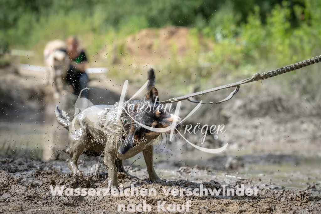 1000_ZZ90384 | kk-dogfotos