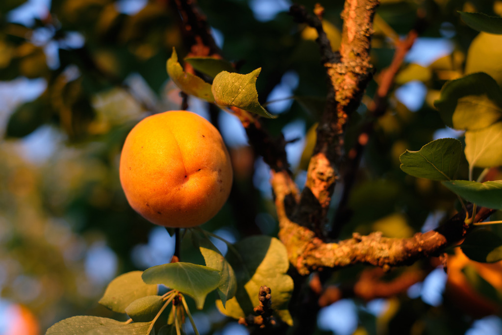 Marillenbaum mit reifer Marille | Austria - July 02, 2022: Marillenbaum mit reifer Marille. - Realisiert mit Pictrs.com