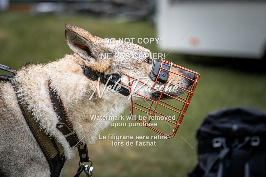 nelerasche_SaAbends_431 | nelerasche