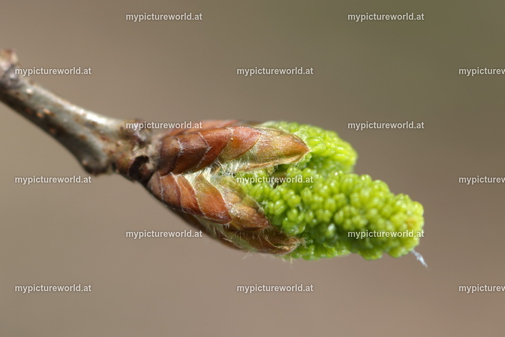 Stieleiche-007 | Das Bilderarchiv über Tiere, Planzen und Landschaften. In der Bilddatenbank finden Sie ein große Auswahl an hochwertigen Bilder für Ihre Werbung - Realisiert mit Pictrs.com