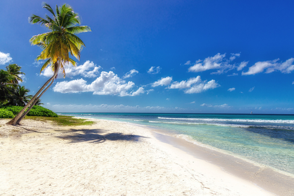 Strand in der Karibik mit Palme und Meer | Traumhafte Aufnahme auf der Insel Saona in der dominikanischen Republik mit einer schönen Palme , türkisblauem Meer.  - Realisiert mit Pictrs.com