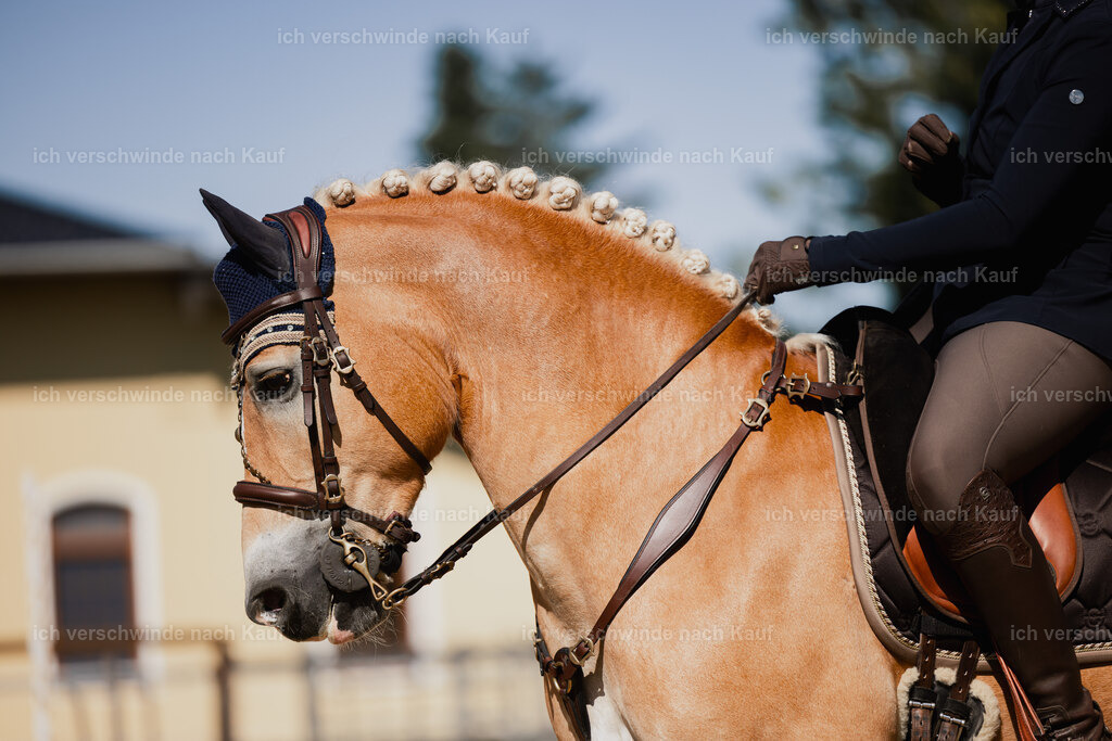 Tanesha5FHC2025-27409 | working equitationturnier fotograf videograf stoibphotography marixx film working equitation deutschland reitsport turnierfotografie eventfotografie equestrian events