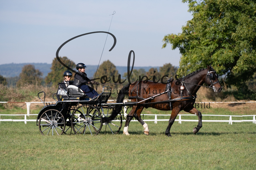 A7V04183 | Pferdefotograf