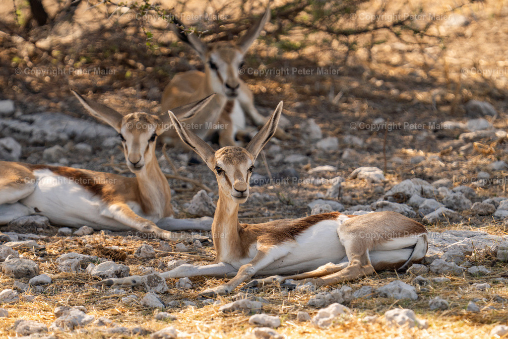 Etosha_Nationalpark_Namibia-55 | piet_flosse