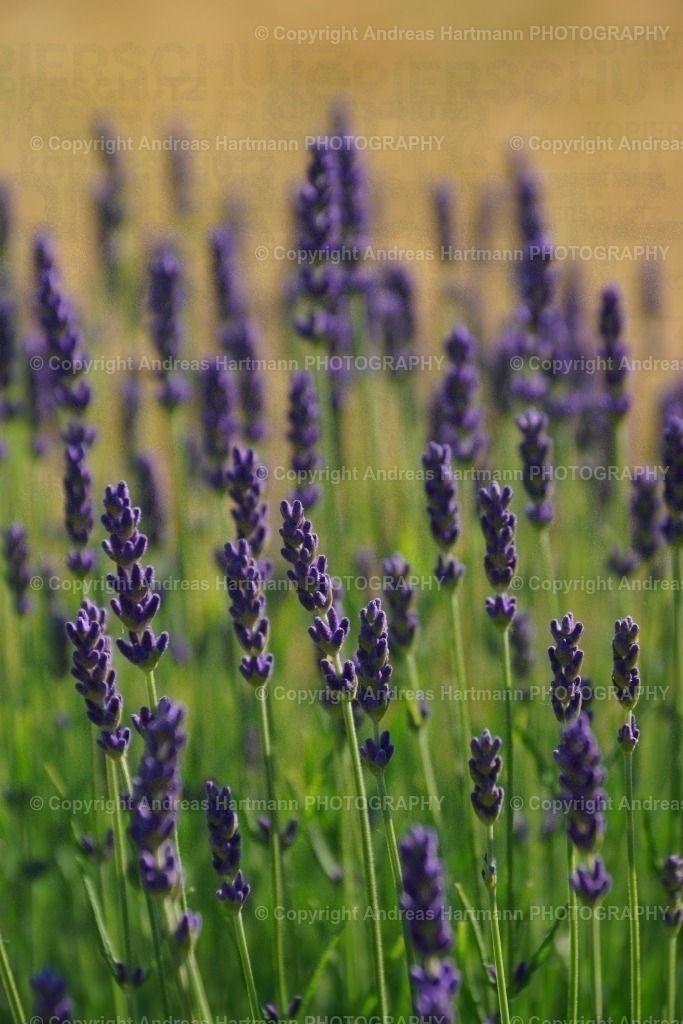 Lavendelbeet | Lavendelbeet - Realisiert mit Pictrs.com