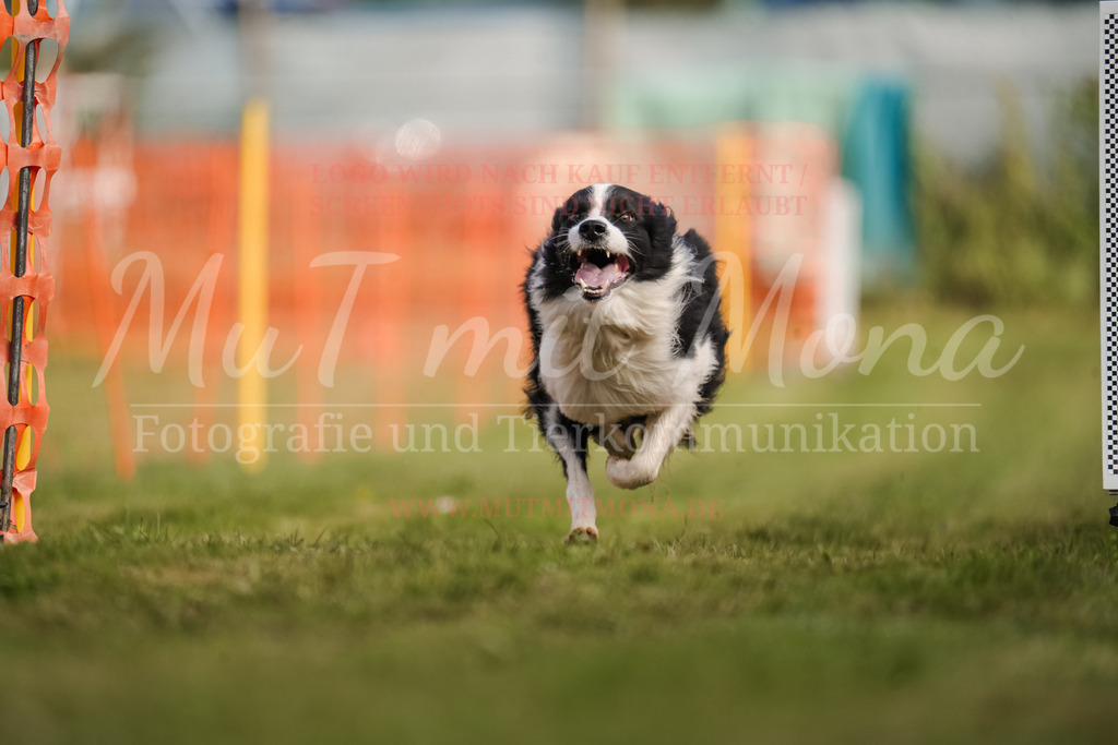 20250928_Hunderennen-225 | MuT (Mensch und Tier) mit Mona - Fotografie und Tierkommunikation - Realisiert mit Pictrs.com