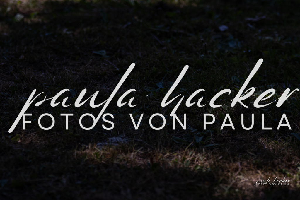 IMG_8415 | Erleben Sie dynamische Sport- und emotionale Tierfotografie in Süddeutschland mit Fotos von Paula. Spezialisiert auf Pferde- und Hundefotografie sowie Sportevents. Kontaktieren Sie mich für einzigartige und ausdrucksstarke Bilder Ihrer besonderen Momente.