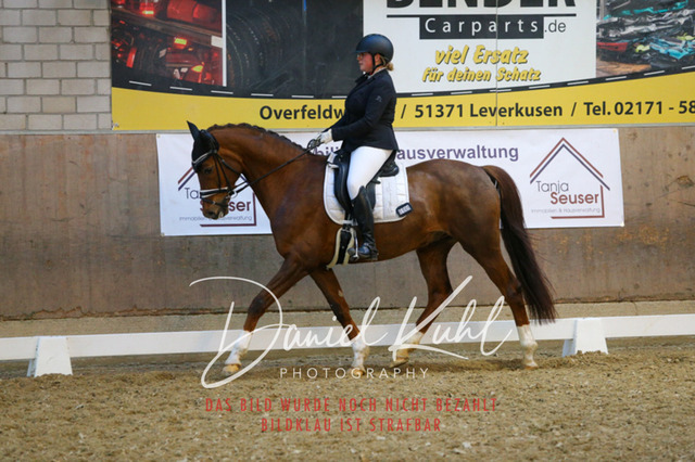 IMG_2960 | Turnierfotos kaufen im Webshop von Daniel Kuhl Photography – entdecke professionelle Reitsportfotos aus Turnieren & Events. Hochwertige Turnierbilder online bestellen & sichern. Jetzt Fotos von Reitsportturnieren kaufen!