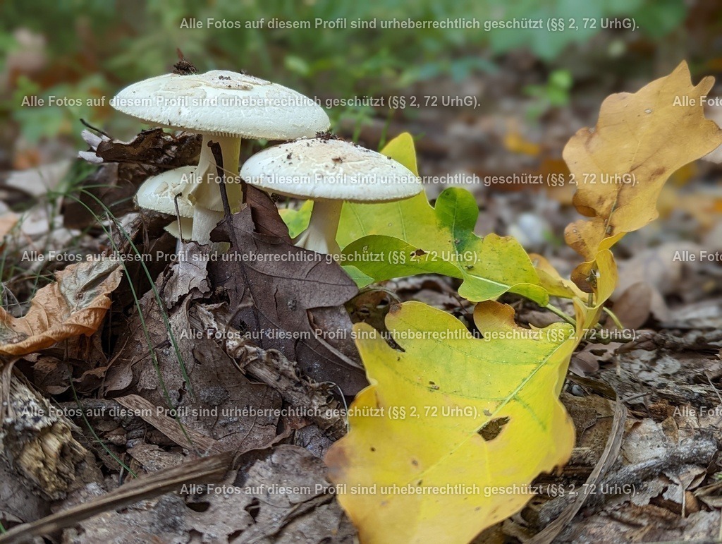 PXL_20221008_100240409.PORTRAIT | krollfotografie - Realisiert mit Pictrs.com