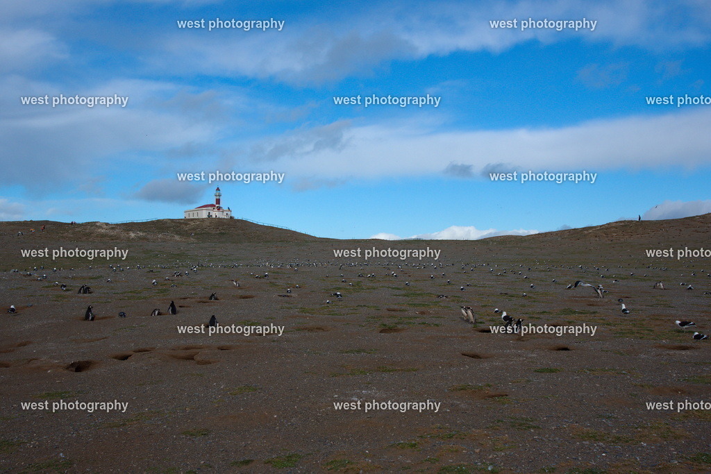 Isla Magdalena - CHI 2014 | west photography - Realisiert mit Pictrs.com