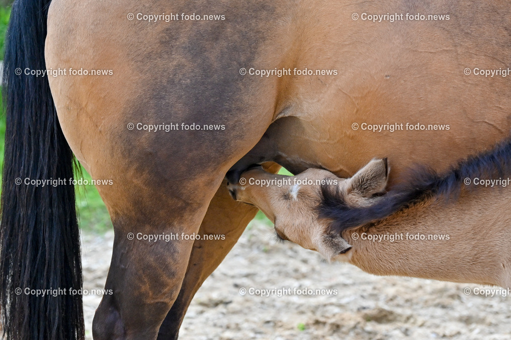 Otis_ 25.05.2023-25 | 25.05.2023, Slowakei, SVK, Dolný Moštenec, im Bild Fohlen, Pferd, Quarter Horse, Reitplatz