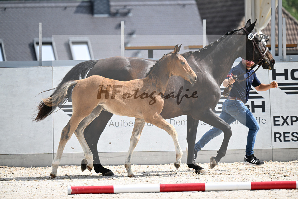 Kat-Nr. 305 Casco Blue x Grandeur_HF_Schuetz_21250105 | hf-fotografie - Realizzato con Pictrs.com
