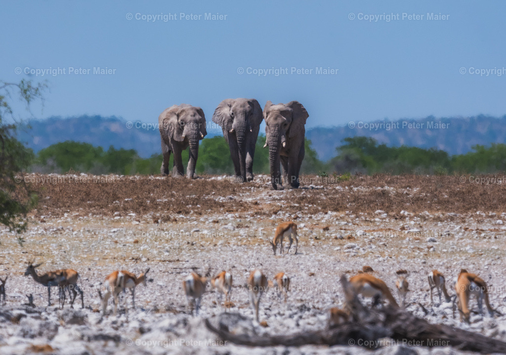Etosha_Nationalpark_Namibia-1233 | piet_flosse