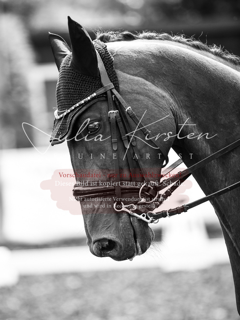 DSC_4771 | Pferde- und Turnierfotografie in Westsachsen. Pferdeportraits, Auftragszeichnungen und intuitive Kunst.