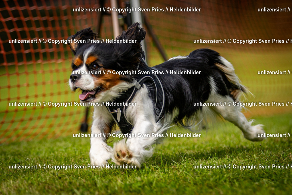 Sven Pries | 2024-09-22 - Hunderennen Baden-BadenPudelverein - Realisiert mit Pictrs.com