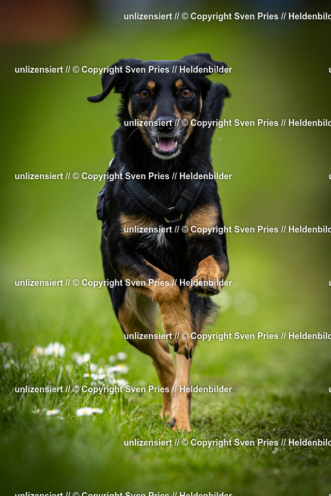 Sven Pries | 2025-04-13 - Hunderennen Baden-Baden - Realisiert mit Pictrs.com