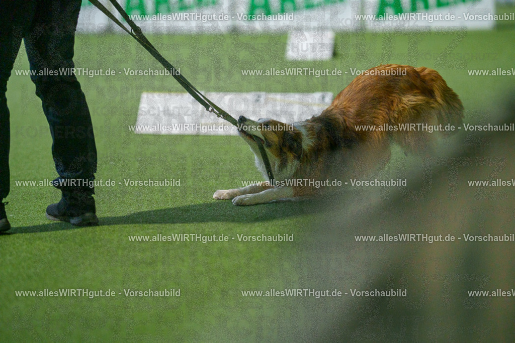 7R509778 | Professionelle Tierfotografie in Mönchengladbach von Daniel Wirth (allesWIRTHgut). Liebevolle & natürliche Bilder von Hunden & Katzen für unvergessliche Erinnerungen.