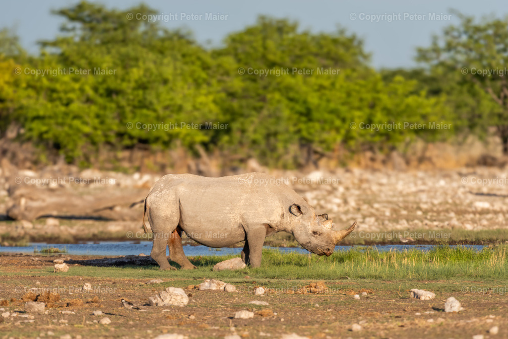 Etosha_Nationalpark_Namibia-135 | piet_flosse
