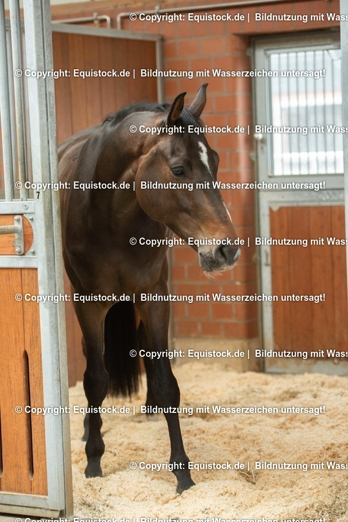 20190409_Einstreu_in_Pferdebox_0030 | Foto: Thomas Hartig